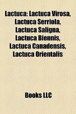 lactuca orientalis