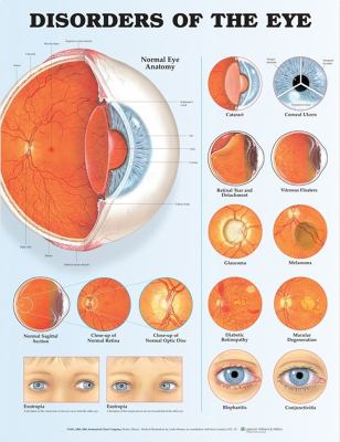 The Eye Anatomical Chart Anatomical Chart Company
