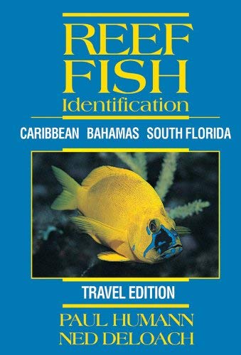 Reef Fish Identification Florida Caribbean Bahamas